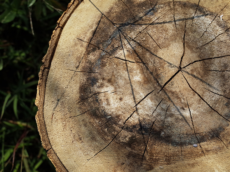 2016-08-21拔草001.jpg 2016-08-21拔草001.jpg