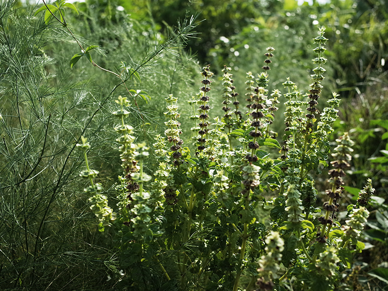 2016-08-21拔草002.jpg 2016-08-21拔草002.jpg