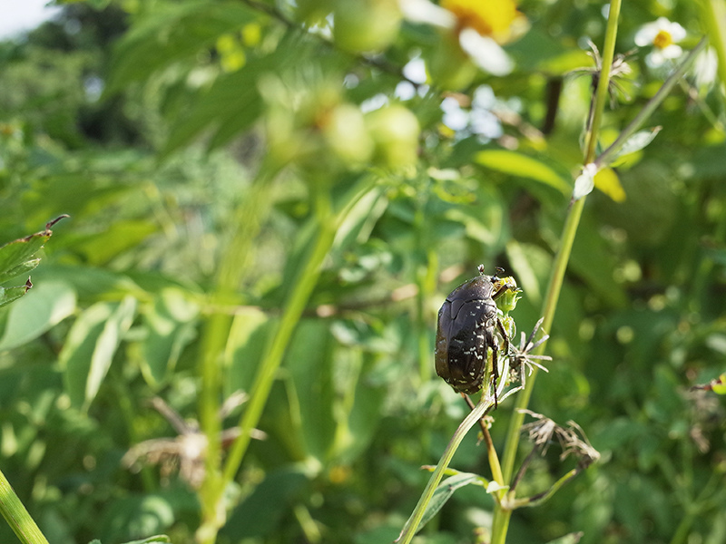 2016-08-21拔草004.jpg 2016-08-21拔草004.jpg