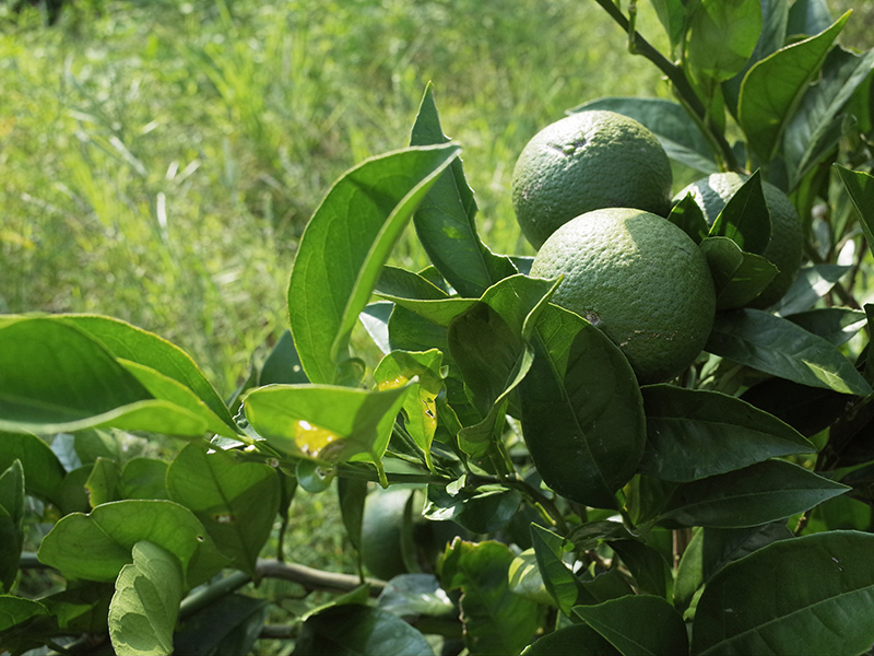 2016-08-21拔草003.jpg 2016-08-21拔草003.jpg