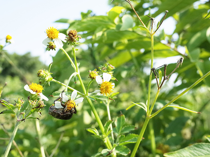 2016-08-21拔草006.jpg 2016-08-21拔草006.jpg