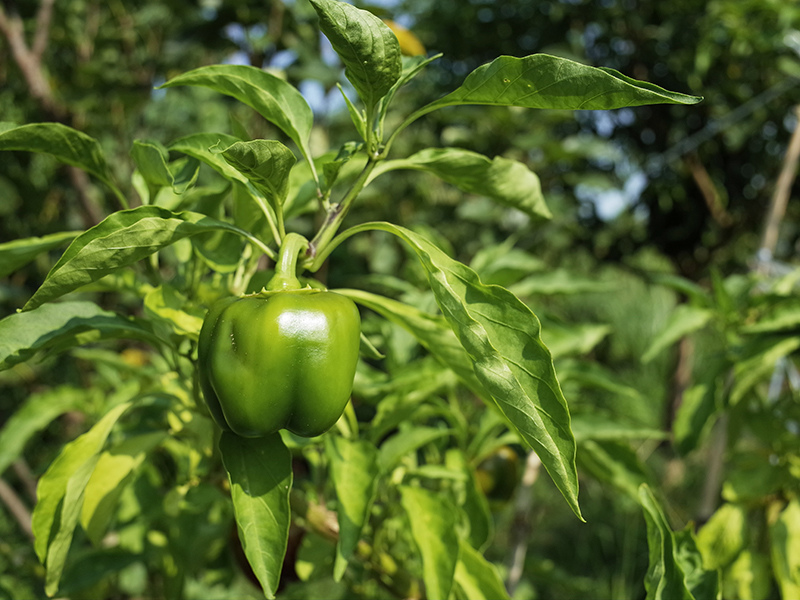 2016-08-21拔草007.jpg 2016-08-21拔草007.jpg