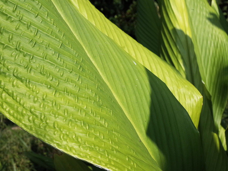 2016-08-21拔草008.jpg 2016-08-21拔草008.jpg