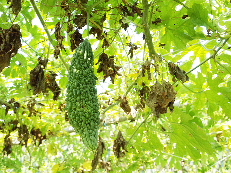 2016-08-21拔草009.jpg 2016-08-21拔草009.jpg