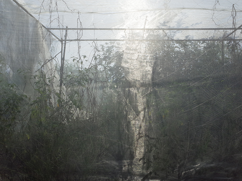 2016-08-21拔草014.jpg 2016-08-21拔草014.jpg