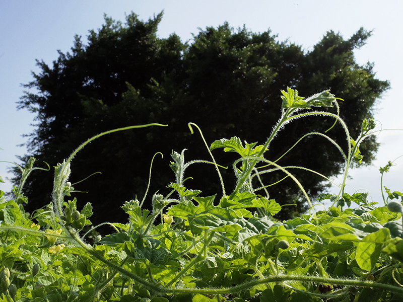 2016-08-21拔草011.jpg 2016-08-21拔草011.jpg