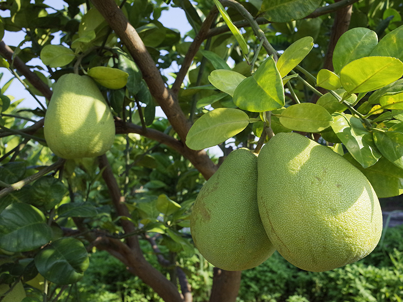 2016-08-21拔草010.jpg 2016-08-21拔草010.jpg
