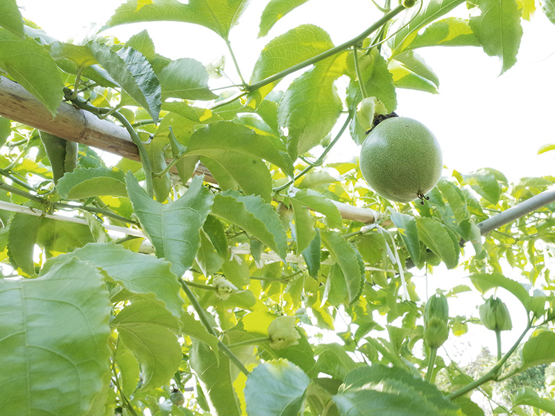 2016-08-21拔草012.jpg 2016-08-21拔草012.jpg