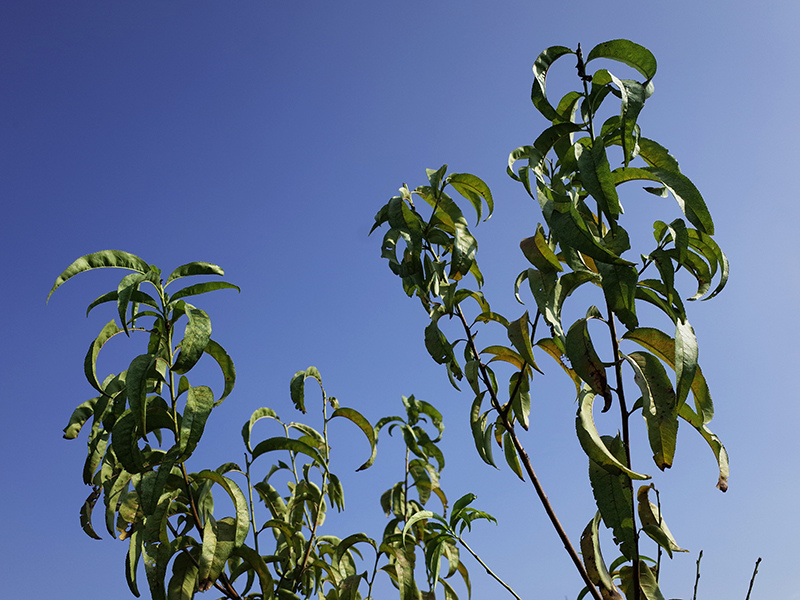 2016-08-21拔草016.jpg 2016-08-21拔草016.jpg