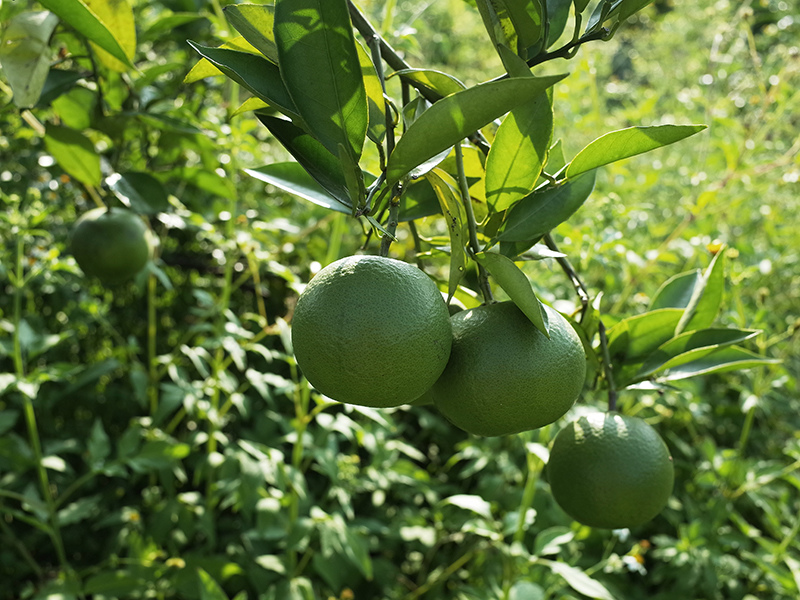 2016-08-21拔草017.jpg 2016-08-21拔草017.jpg