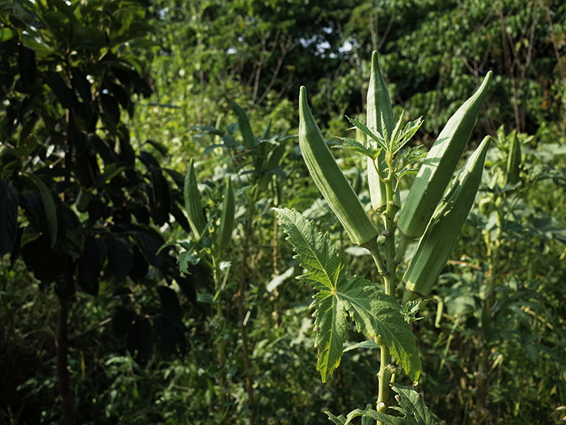 2016-08-21拔草015.jpg 2016-08-21拔草015.jpg