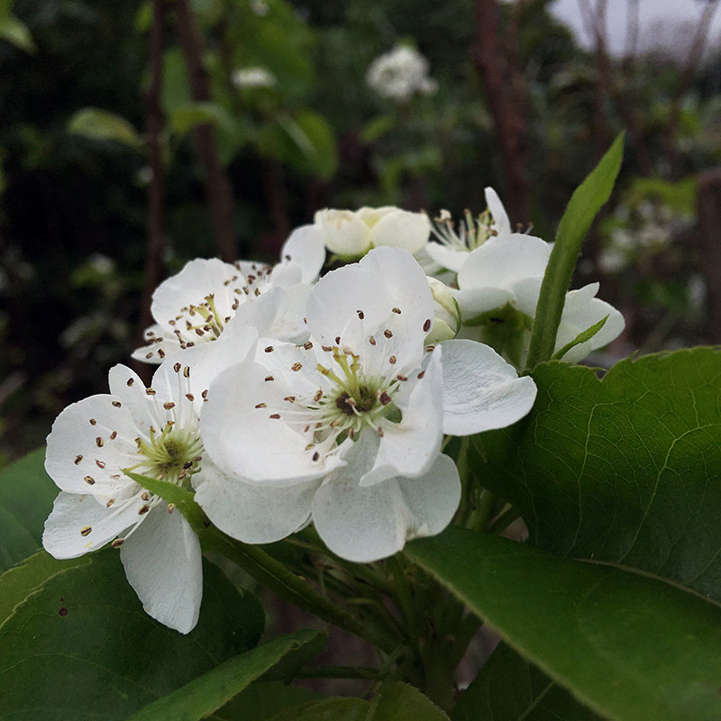 2016-10-30翻土004.jpg 2016-10-30翻土004.jpg