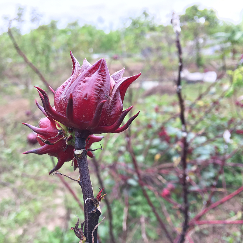 2016-10-30翻土006.jpg 2016-10-30翻土006.jpg