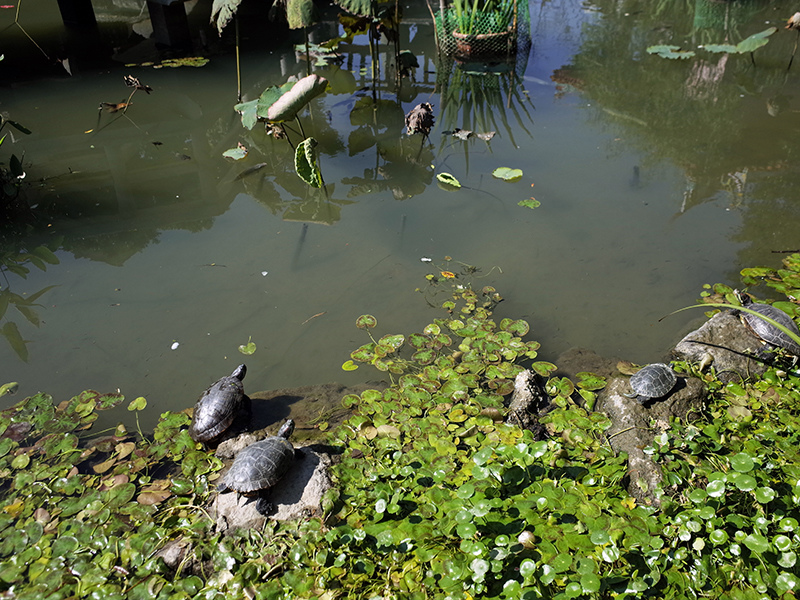 2017-01-28地藏庵004.jpg 2017-01-28地藏庵004.jpg