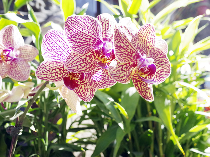 2017-01-28地藏庵028.jpg 2017-01-28地藏庵028.jpg