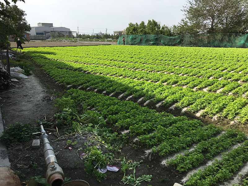 2017-01-31初四004.jpg 2017-01-31初四004.jpg