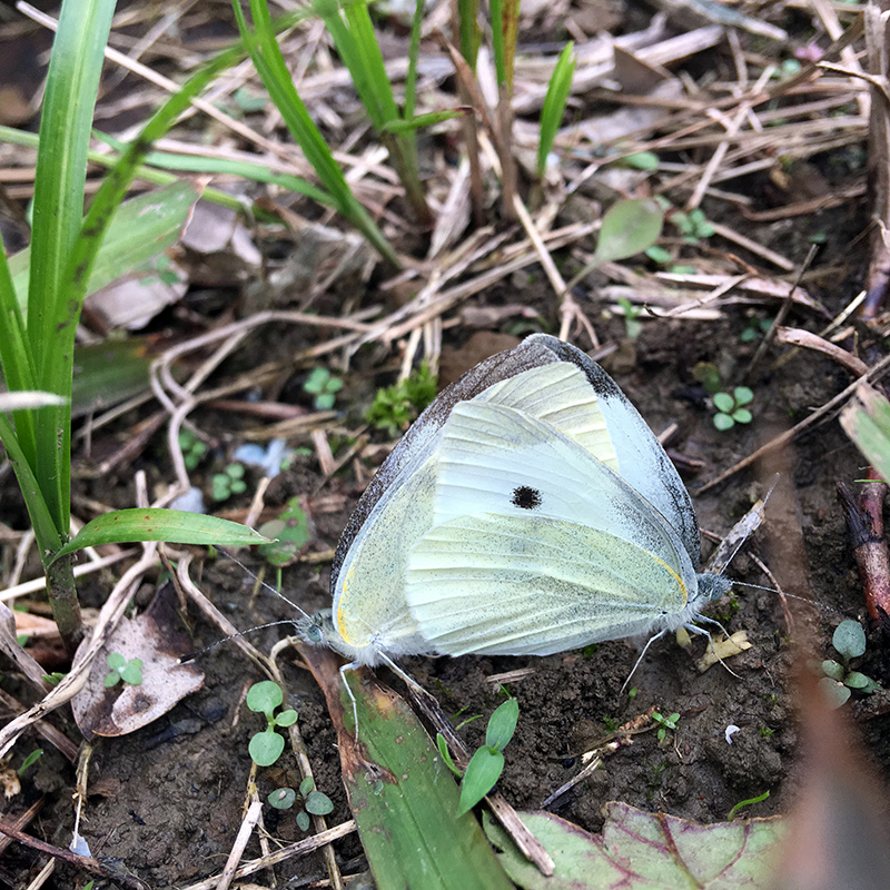 2017-03-19除草009.jpg 2017-03-19除草009.jpg