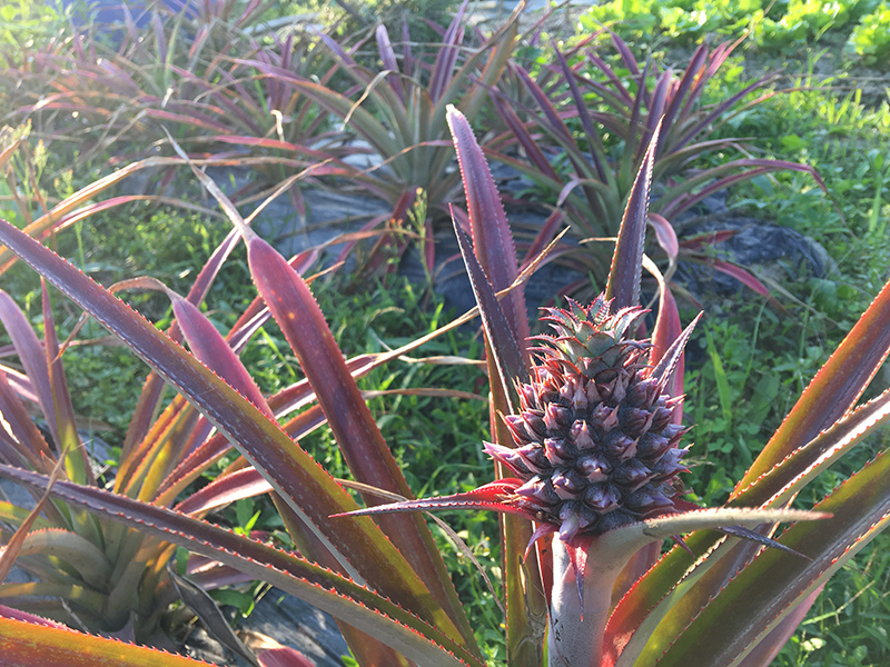 2017-04-29-除草021.jpg 2017-04-29-除草021.jpg