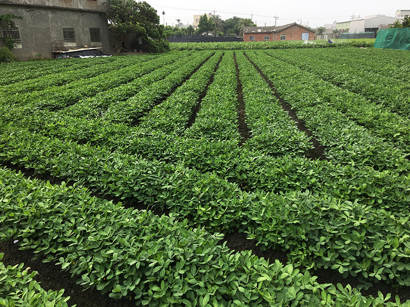 2017-05-06採番茄003.jpg 2017-05-06採番茄003.jpg