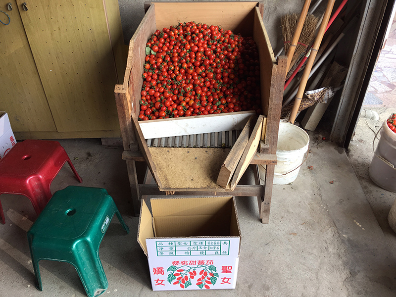 2017-05-07採番茄008.jpg 2017-05-07採番茄008.jpg