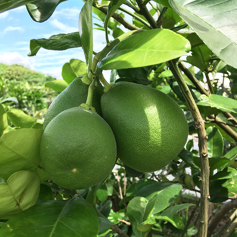 2017-05-20除草001.jpg 2017-05-20除草001.jpg