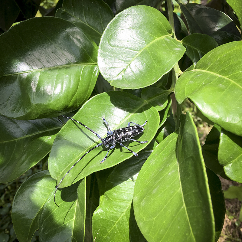 2017-05-20除草004.jpg