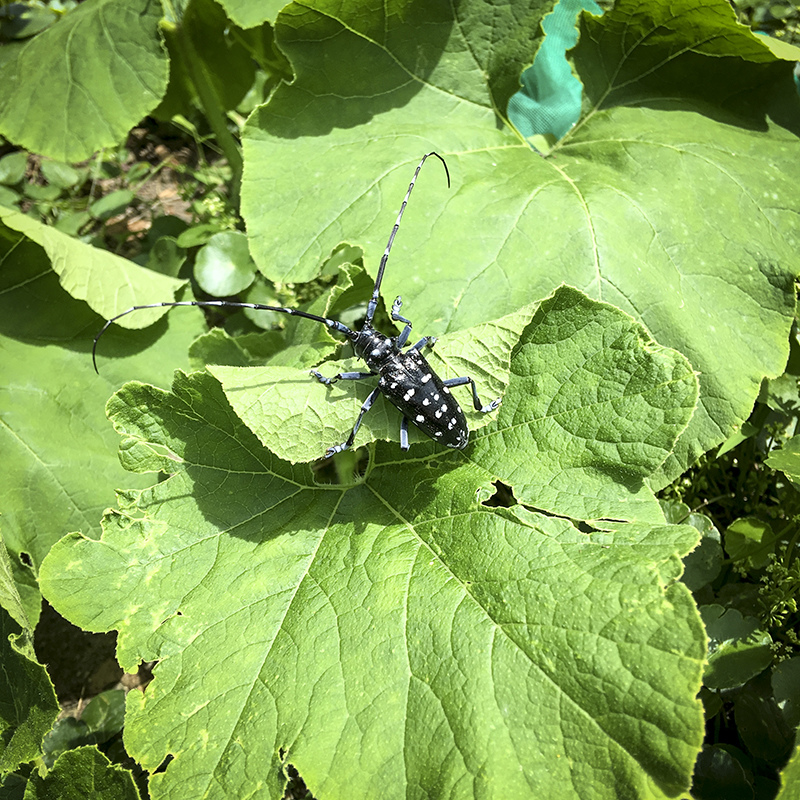 2017-05-20除草007.jpg 2017-05-20除草007.jpg