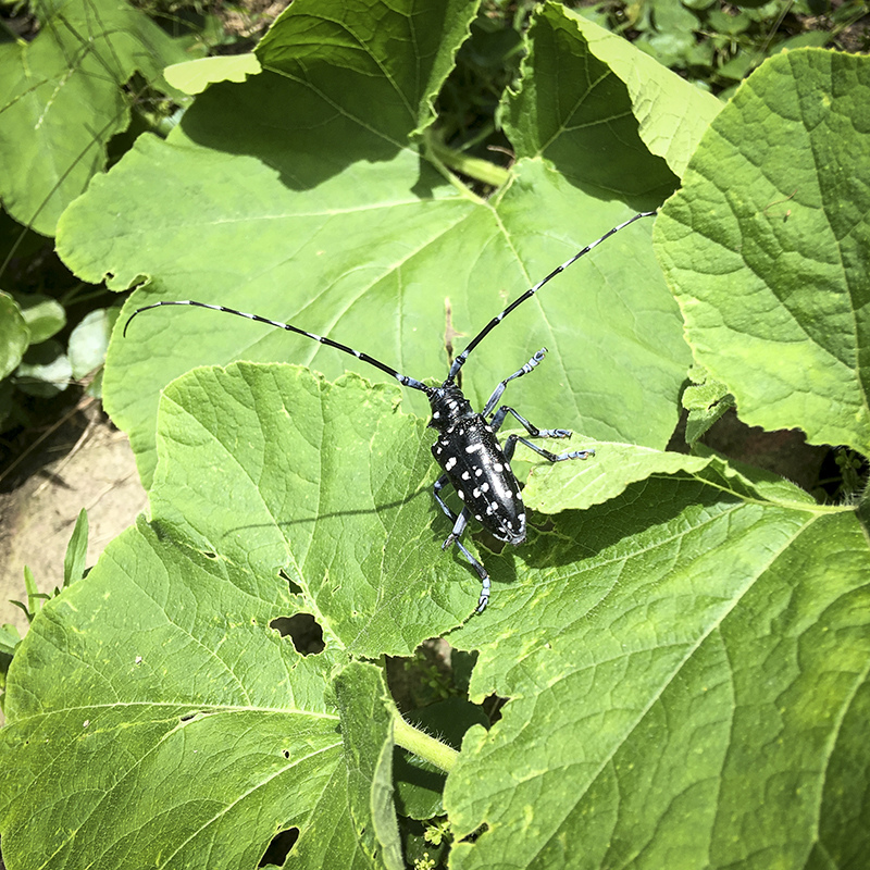 2017-05-20除草011.jpg 2017-05-20除草011.jpg