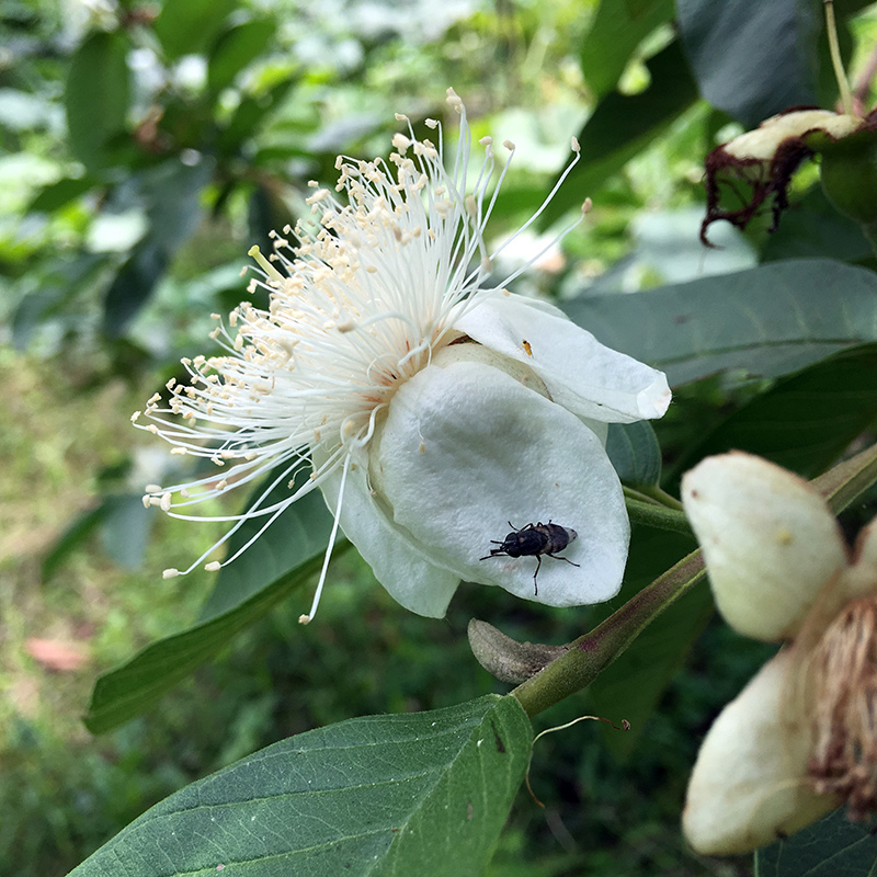 2017-05-20除草019.jpg