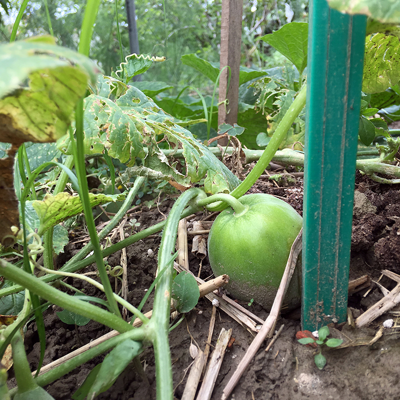 2017-05-20除草015.jpg 2017-05-20除草015.jpg