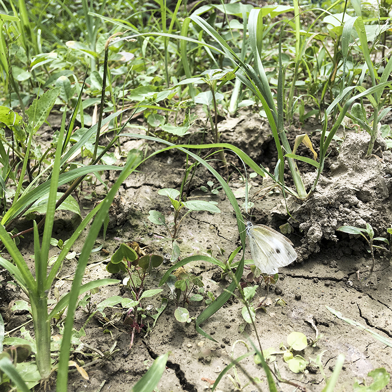 2017-05-20除草017.jpg 2017-05-20除草017.jpg