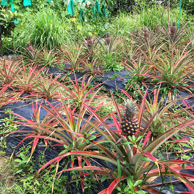 2017-05-20除草018.jpg 2017-05-20除草018.jpg