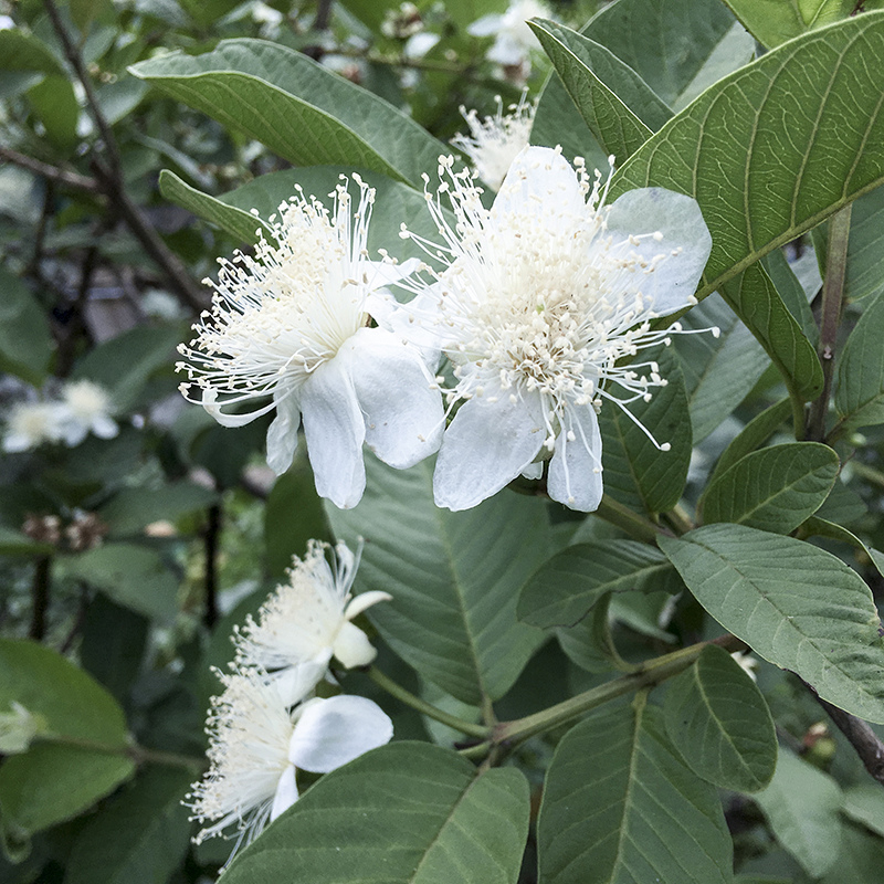 2017-05-20除草023.jpg 2017-05-20除草023.jpg