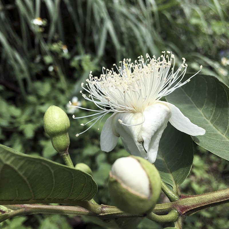 2017-05-20除草020.jpg