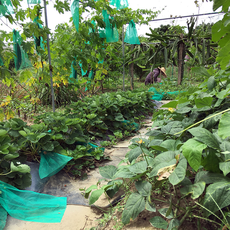 2017-05-20除草022.jpg 2017-05-20除草022.jpg