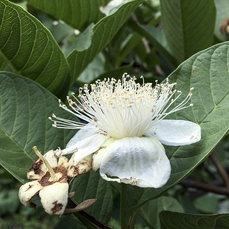 2017-05-20除草024.jpg 2017-05-20除草024.jpg