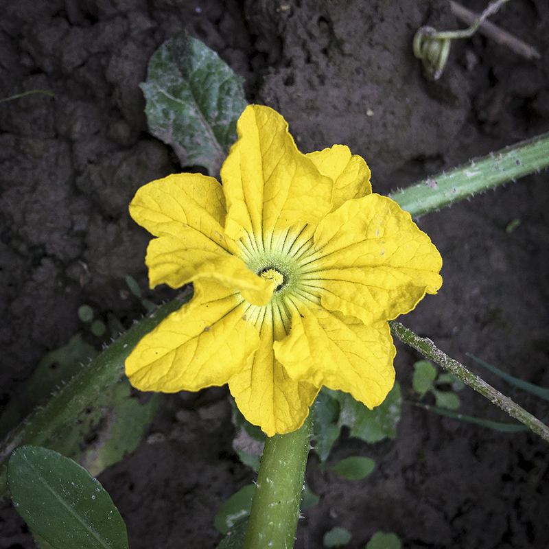 2017-05-20除草025.jpg 2017-05-20除草025.jpg