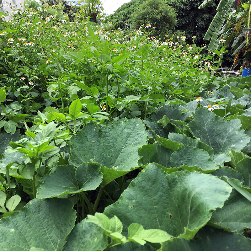 2017-05-20除草027.jpg 2017-05-20除草027.jpg