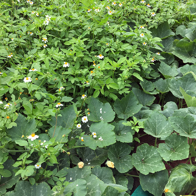 2017-05-20除草028.jpg 2017-05-20除草028.jpg