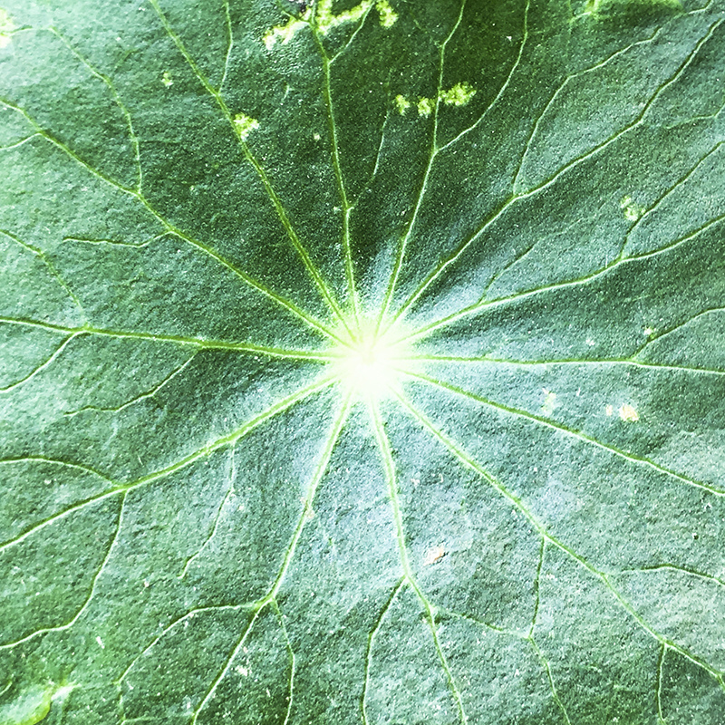 2017-05-20除草030.jpg 2017-05-20除草030.jpg