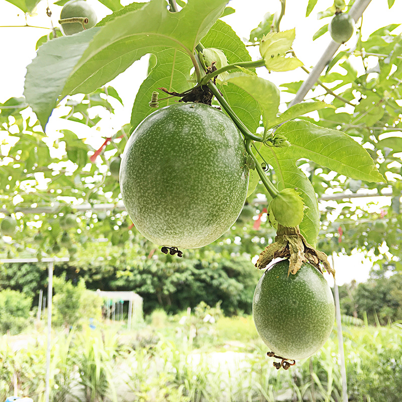 2017-05-20除草036.jpg 2017-05-20除草036.jpg