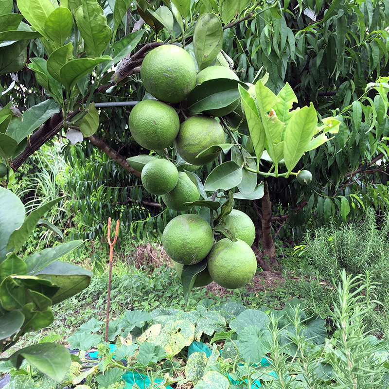 2017-05-20除草032.jpg 2017-05-20除草032.jpg