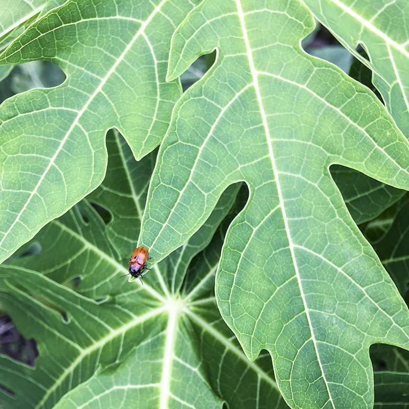 2017-05-20除草035.jpg 2017-05-20除草035.jpg