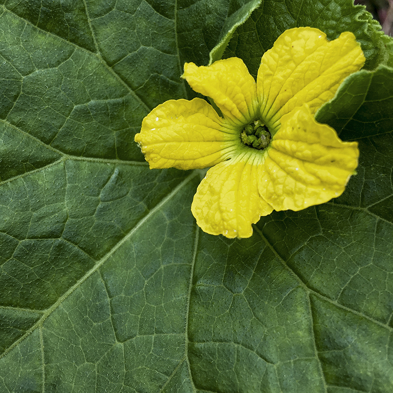 2017-05-27除草003.jpg 2017-05-27除草003.jpg