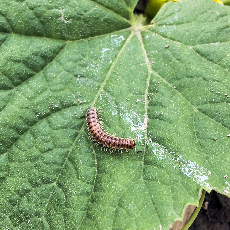 2017-05-27除草004.jpg 2017-05-27除草004.jpg