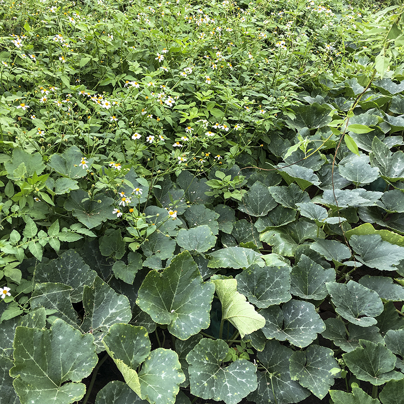 2017-05-27除草005.jpg 2017-05-27除草005.jpg