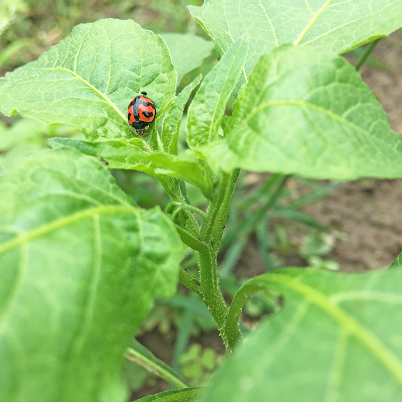 2017-05-27除草009.jpg 2017-05-27除草009.jpg