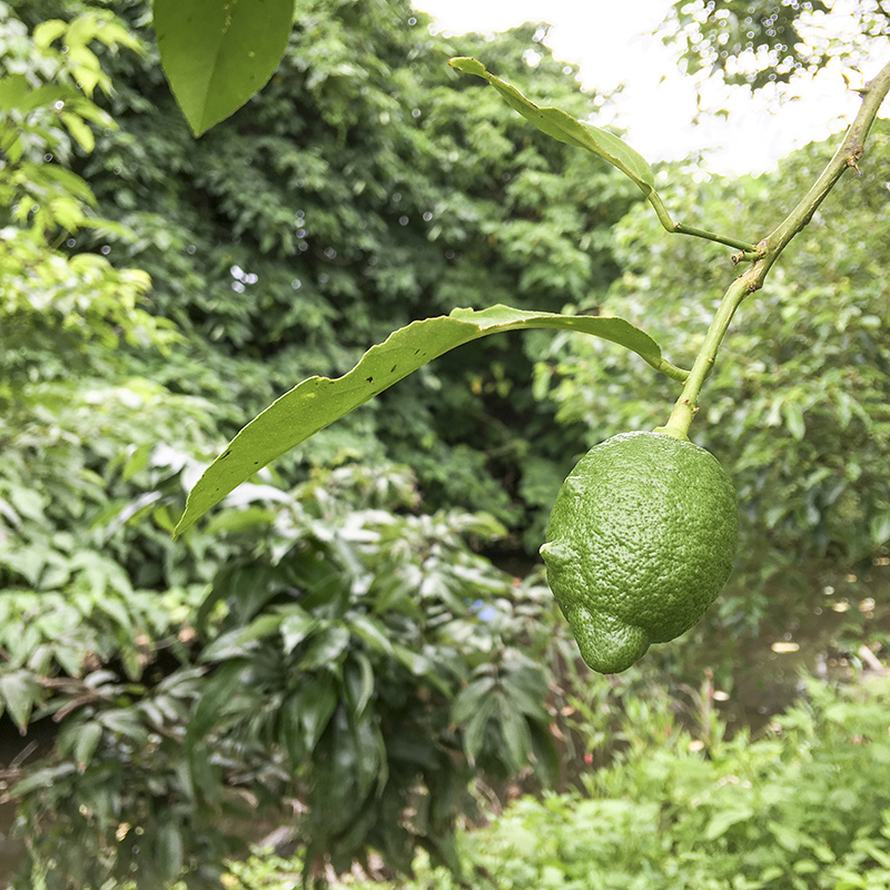 2017-05-27除草011.jpg 2017-05-27除草011.jpg