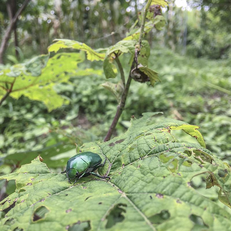 2017-05-27除草014.jpg