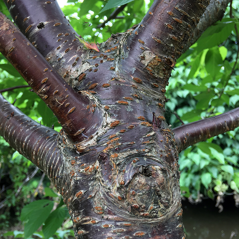 2017-05-27除草012.jpg 2017-05-27除草012.jpg